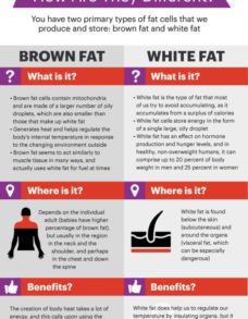 brown-fat-vs-white-fat-530x1024