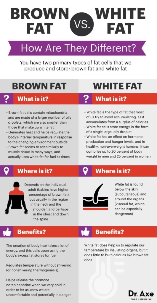 Brown-fat-vs-white-fat-530x1024