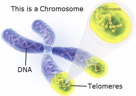 Telomere-graphic